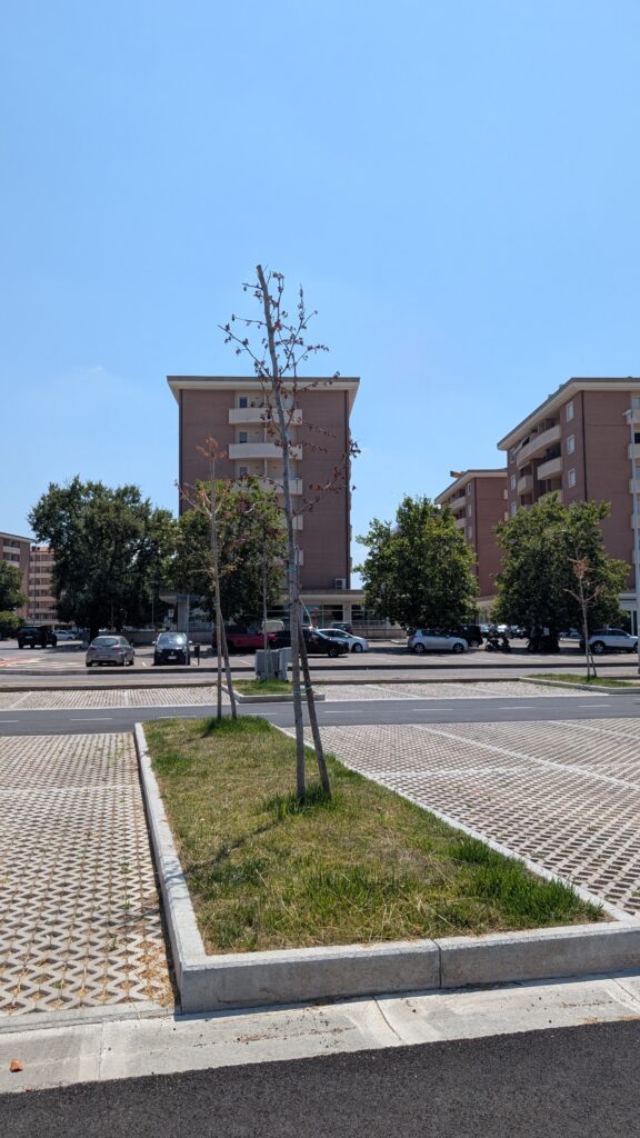 Uno dei nuovi parcheggi del Riello: l’alberello messo a dimora è secco