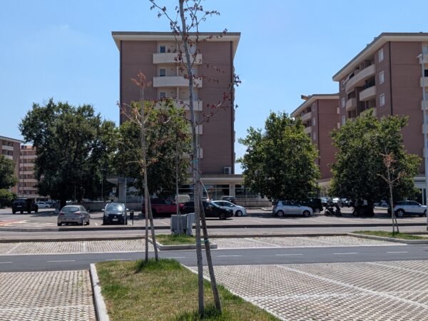 Alberi seccati nei nuovi parcheggi di Viterbo, dal Riello al Carmine: perché il verde non ha attecchito e cosa si farà