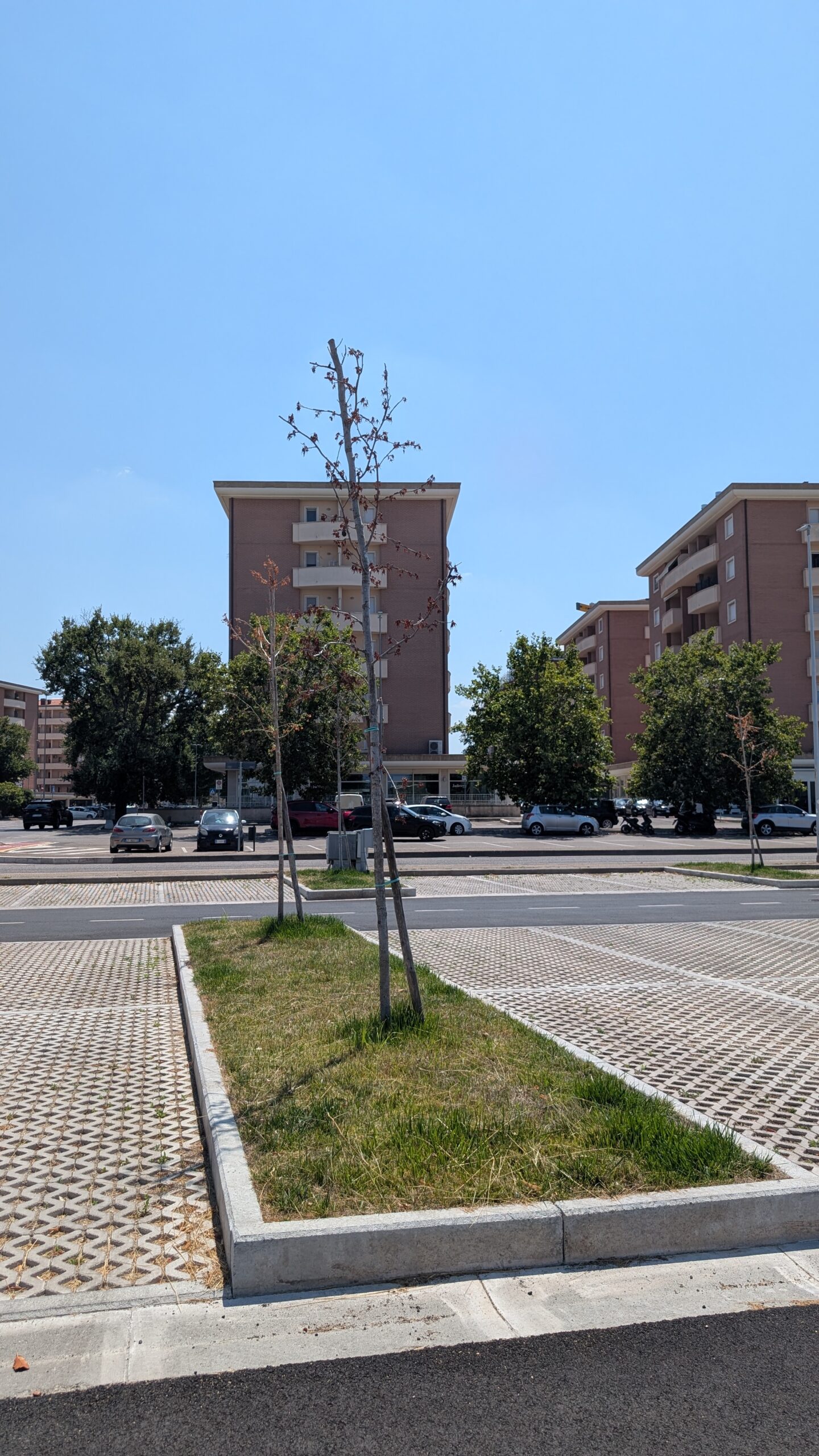 Parcheggio del Riello, Viterbo: alberello seccato accanto a due alberi sani