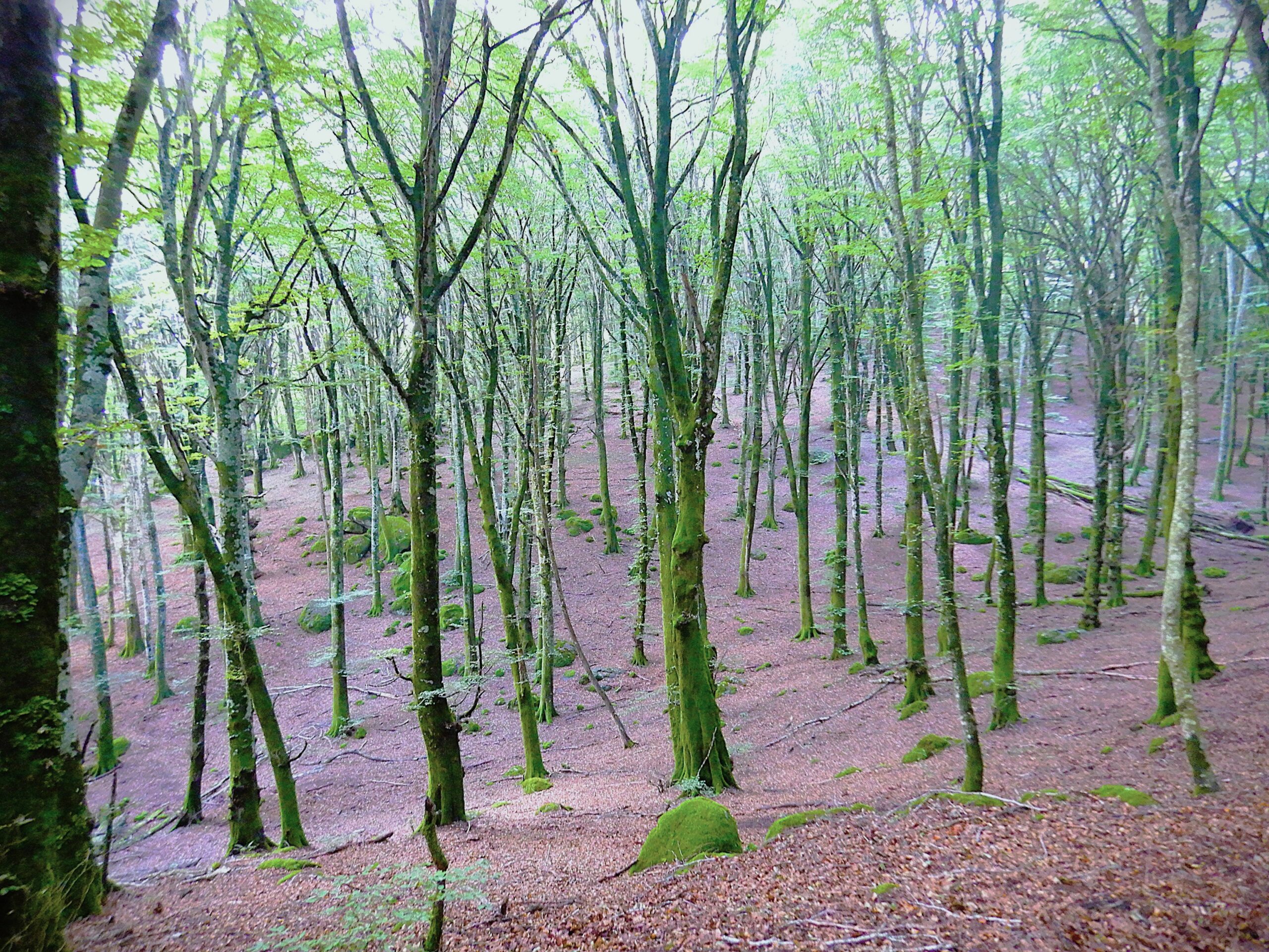 La Faggeta del Monte Cimino in estate