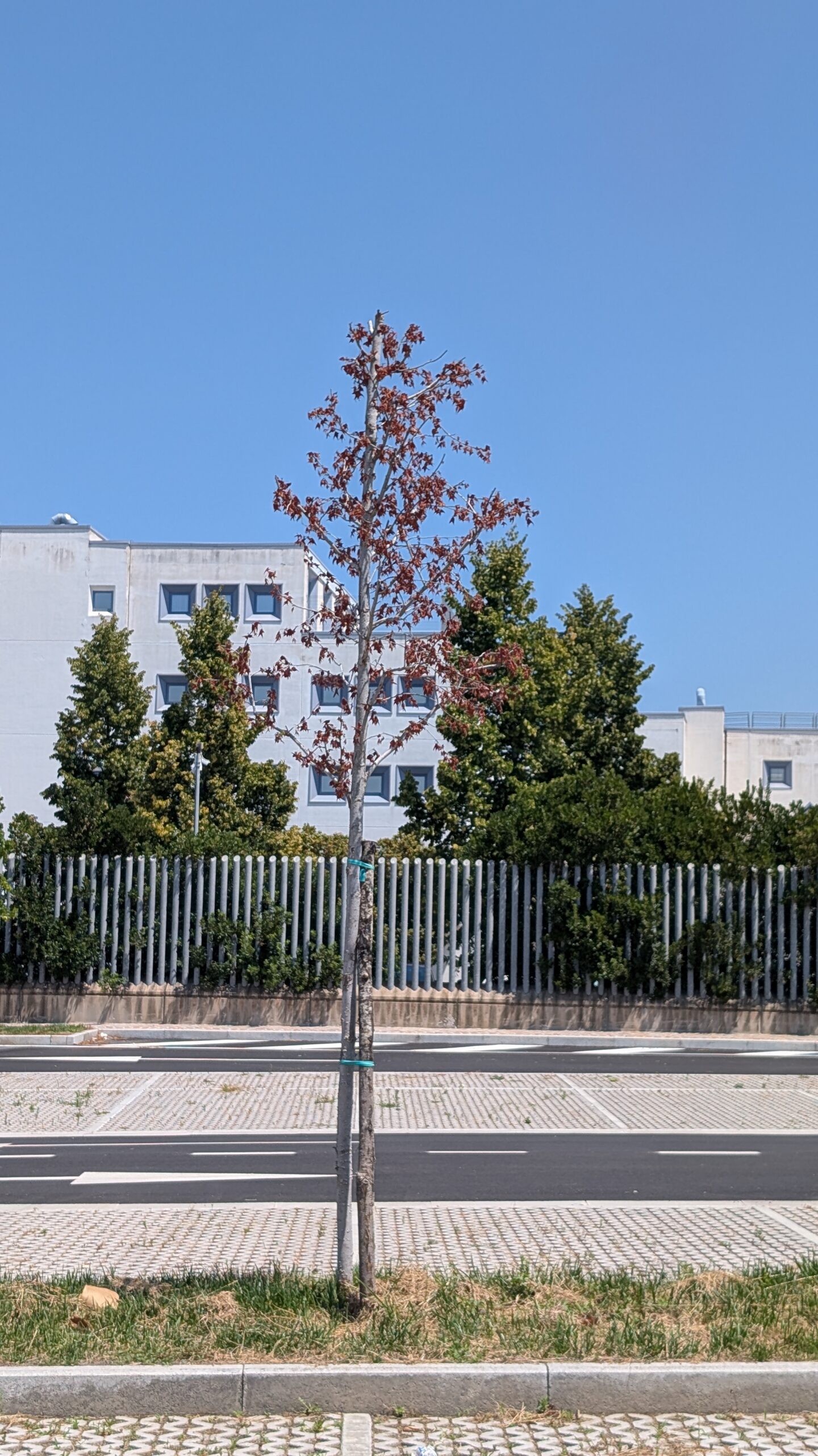Un albero completamente seccato nel parcheggio del Riello a Viterbo
