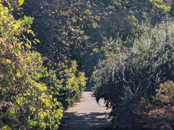 Valle Faul, con Santa Rosa più gente nel parco: il prato resta trascurato?