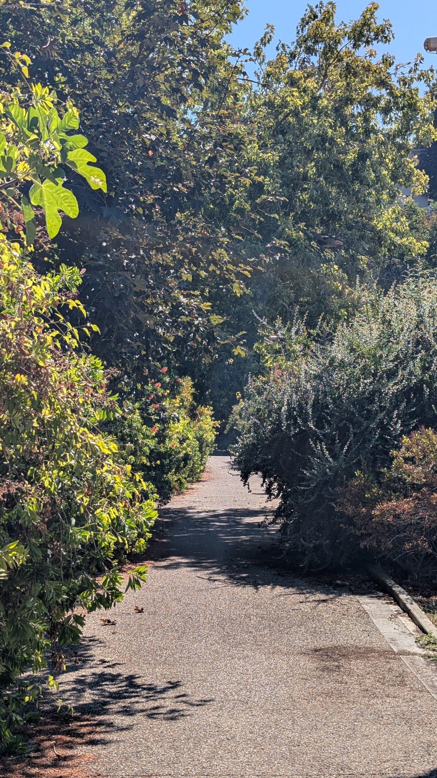 Prato secco per il caldo estivo in un parco pubblico di Viterbo