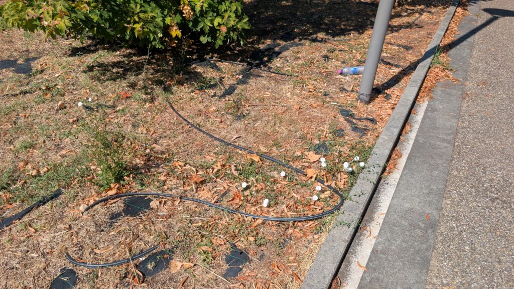 Prato secco per il caldo estivo in un parco pubblico di Viterbo