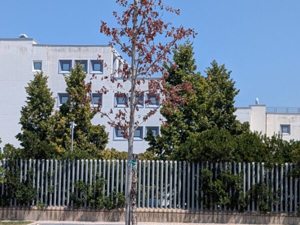 Alberi secchi nei nuovi parcheggi, il Comune avvia sostituzioni e verifiche sulle ditte