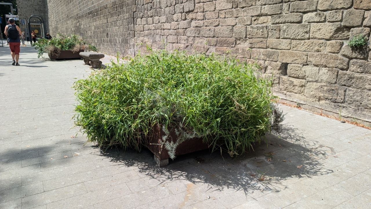 Un grande vaso lungo la passeggiata delle mura, completamente invaso dalle erbacce