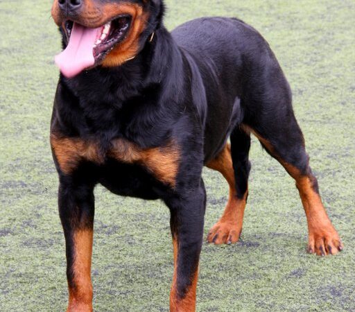 Pitbull, rottweiler e molossoidi: il rischio esiste, ma l’Italia continua a discuterne senza dati completi
