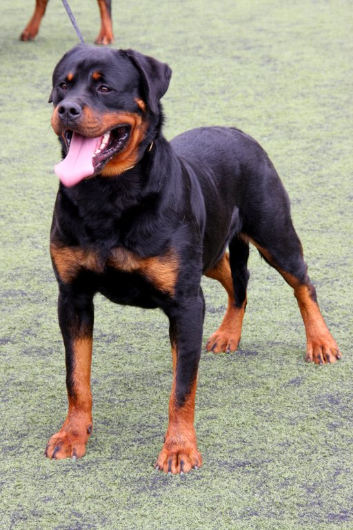 Un rottweiler, foto illustrativa (non legata a un episodio specifico)