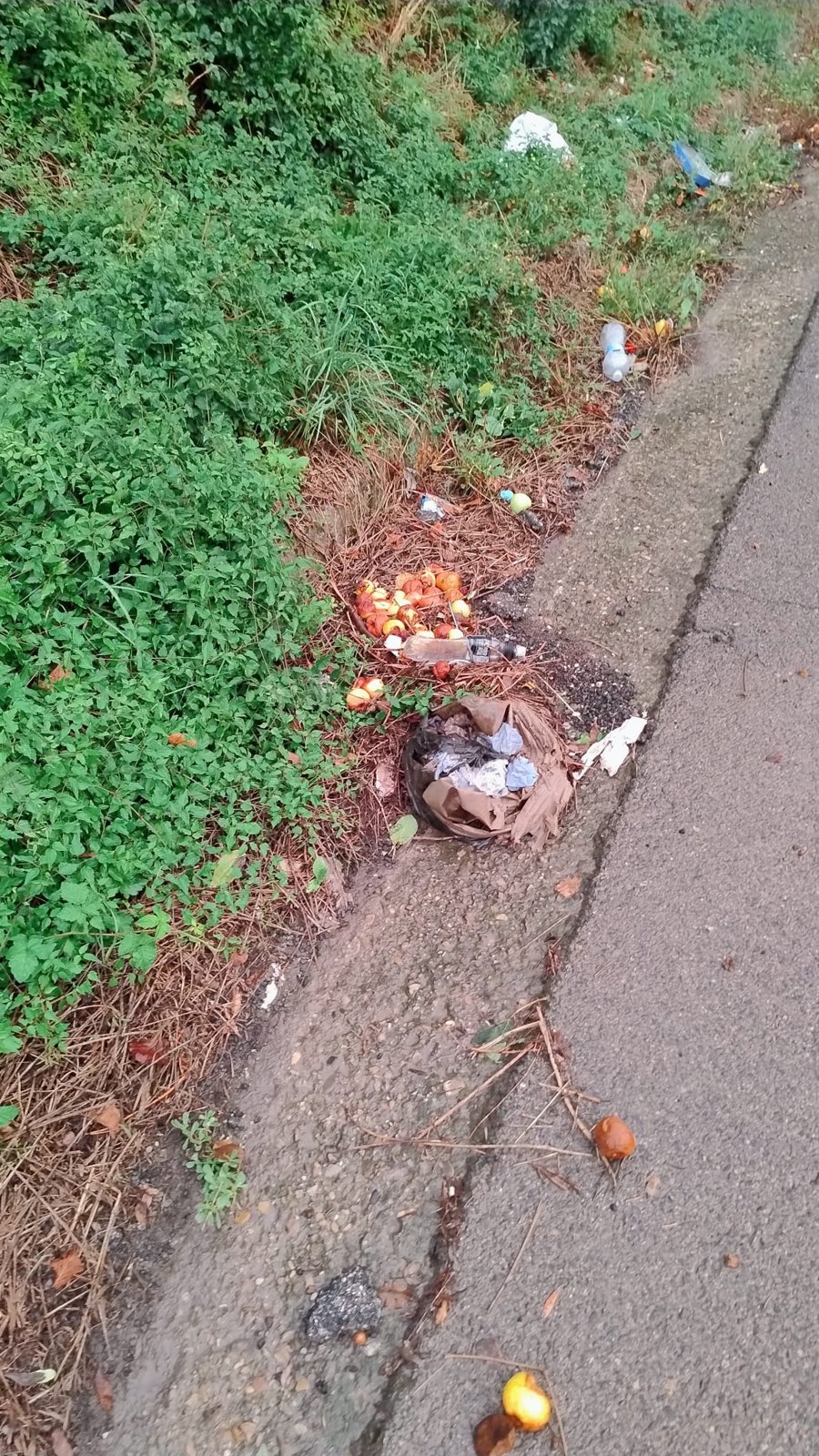 Rifiuti abbandonati sul margine erboso della strada provinciale 25 Canepinese