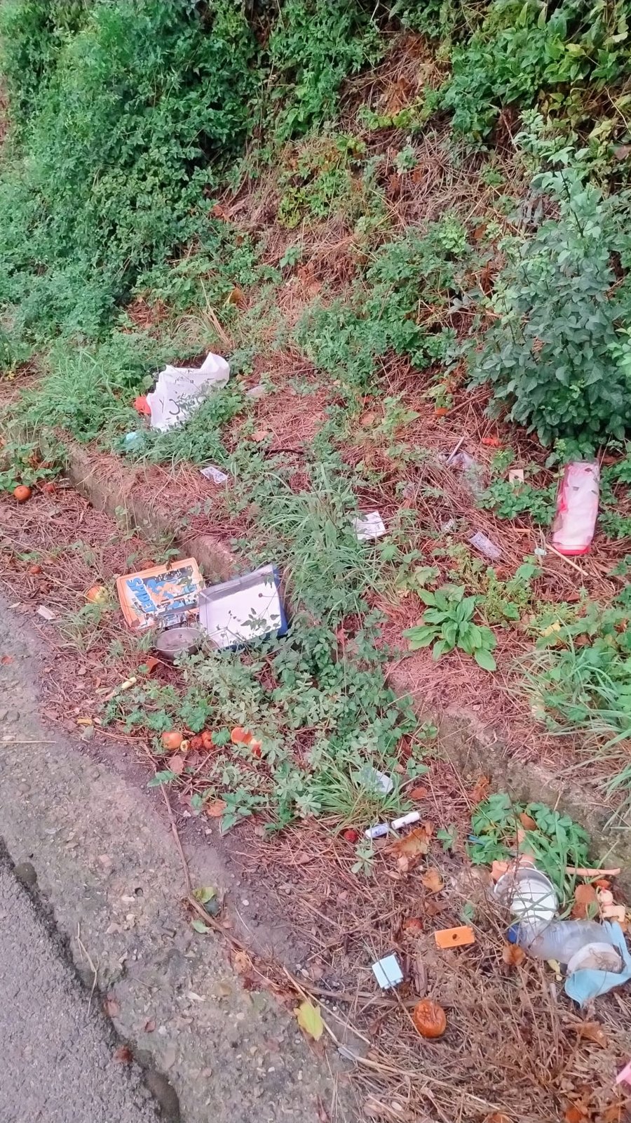 Bottiglie, contenitori e sacchetti abbandonati nella vegetazione a bordo della strada provinciale 25 Canepinese