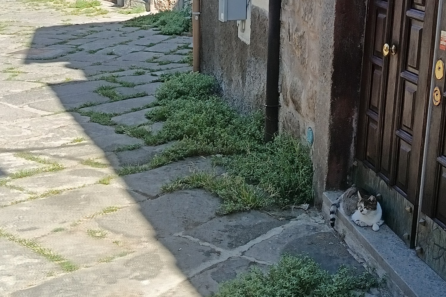 Erbacce cresciute tra il selciato davanti a un portone nel centro storico di Viterbo