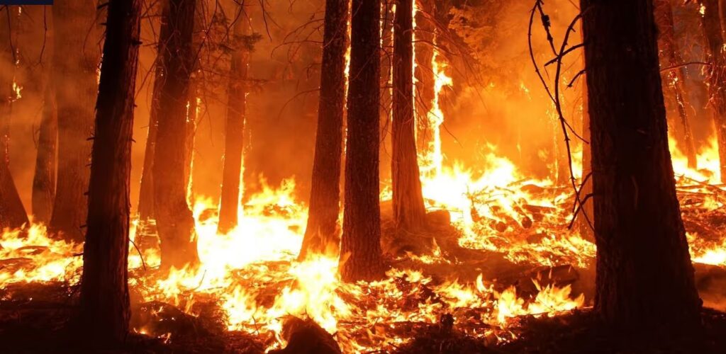 Fronte di fiamme che avanza in un bosco durante la notte