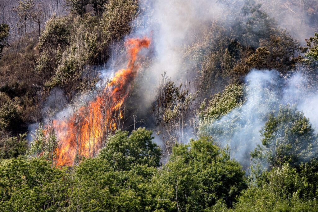 Colonna di fumo che si alza da un bosco in fiamme