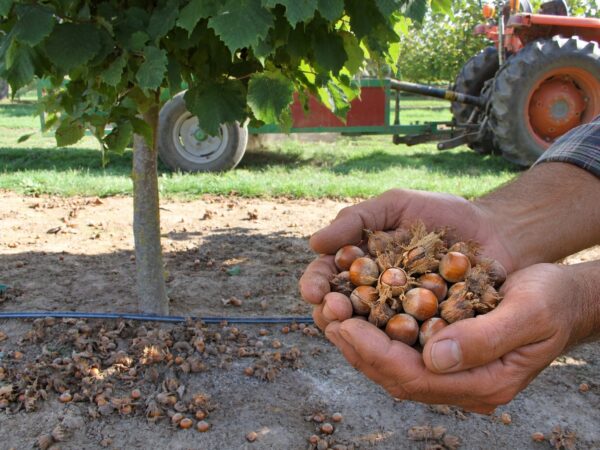 L’esperienza del prodotto agroalimentare: un valore aggiunto