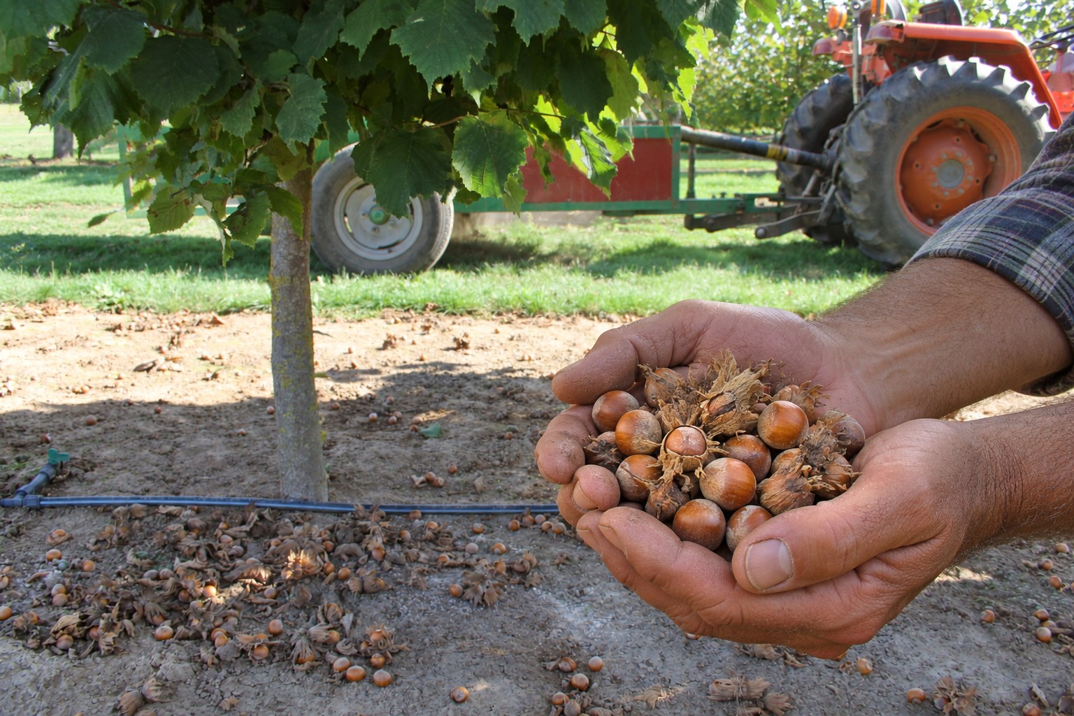 Le mani di un produttore porgono un pugno di nocciole appena raccolte in un noccioleto