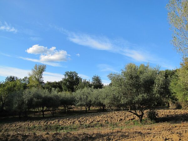 Uliveto in autunno con terreno arato in primo piano e cielo azzurro, immagine di archivio