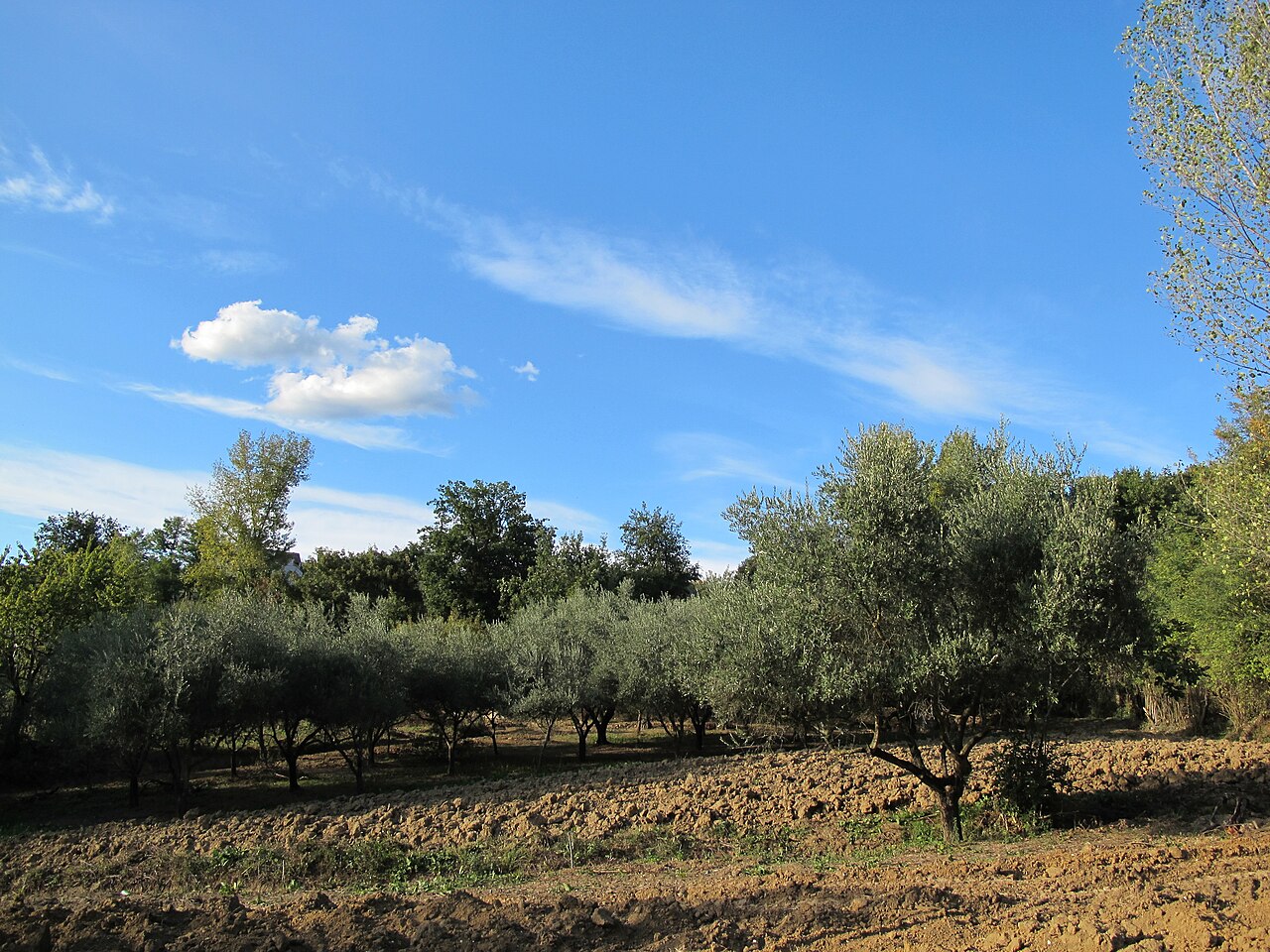 Uliveto in autunno con terreno arato in primo piano e cielo azzurro, immagine di archivio